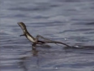 basilisk lizard-runs-on-water-Nat-Geo-Youtube