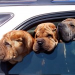 dogs in car CC emdot