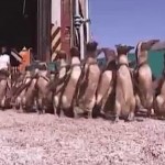 penguins-walking-rescue-video
