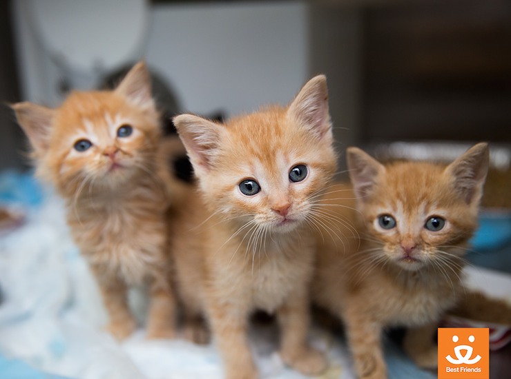 where to get baby kittens