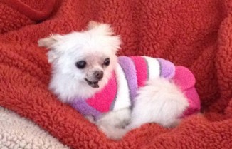 Sugar house with a heart websitejpg