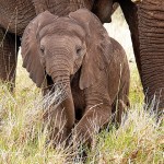 baby elephant CC Mara 1