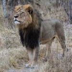 cecil the lion zimbabwe CC vince o'sullivan