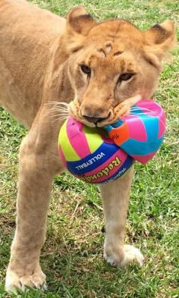 19_ADI_rescued_lioness_Kala_bu