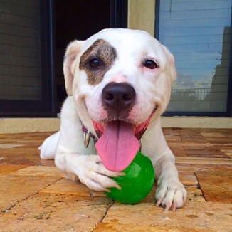 Bailey MyDog submitted