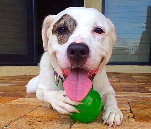Bailey MyDog tongue submitted