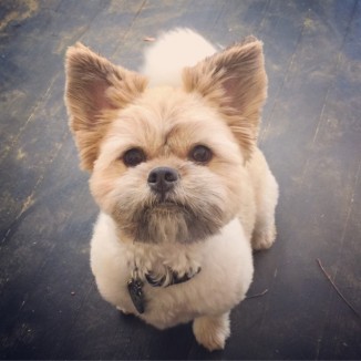 Charlie mydog submitted