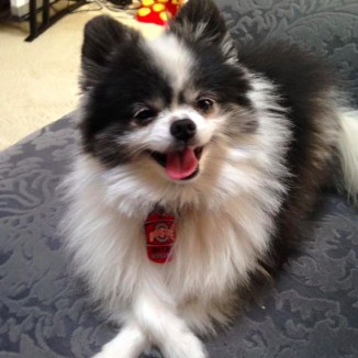 Comet MyDog submitted