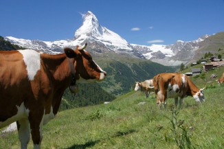 cows in mountains CC Zermatt