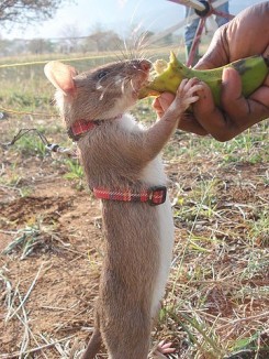 HERORat mine sniffer CC Gooutside