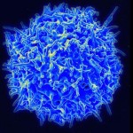 Healthy_Human_T_Cell-CC-NIAID