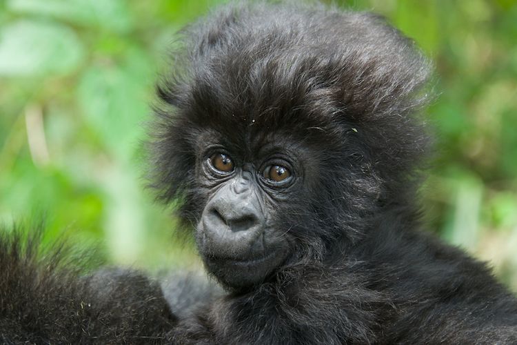 Amazing baby gorilla hair : r/aww