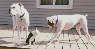 deaf dogs rock three dogs submitted