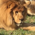 rescued_lions2_ADI_