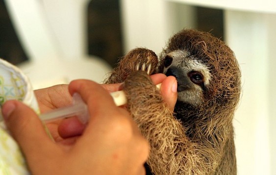 “Sloth Lady” Who Saved 600 Rainforest Animals Named a CNN Hero of the Year