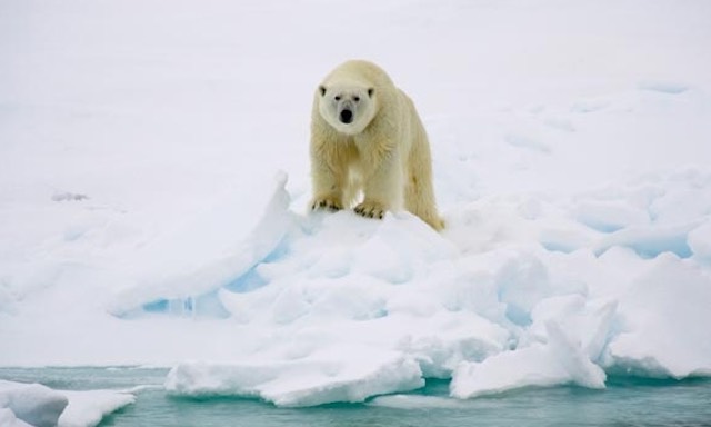 Beruang Kutub Berhasil Beradaptasi Bahkan Tanpa Banyak Es Laut
