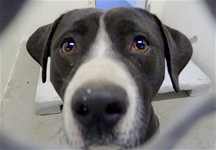 Benny the Pit Bull Shelter Dog FB Saving Carson Shelter Dogs