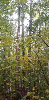 Tallest Chestnut Tree released Brian Roth