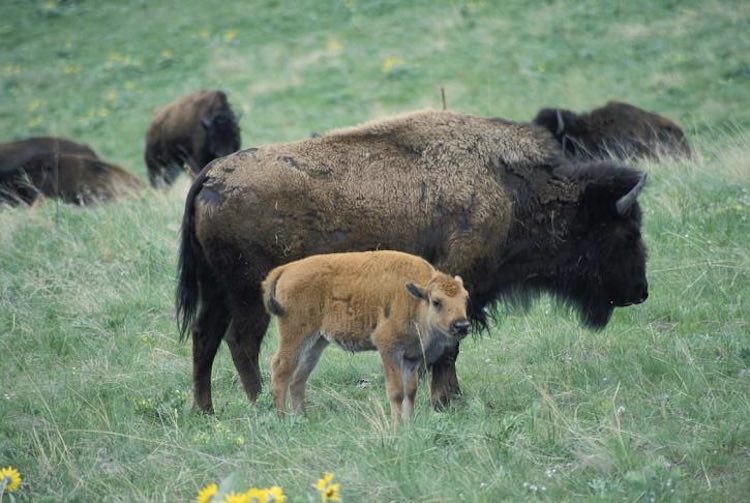 conservation-success-for-european-bison-is-living-proof-that-ambitious-biodiversity-targets-work