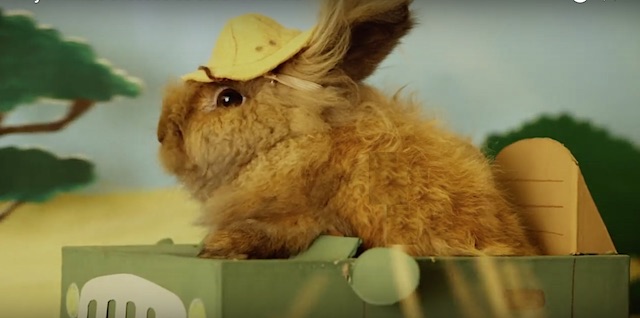 These 5 Animal Videos Are Good For Nothing But Making You Smile - Good News  Network