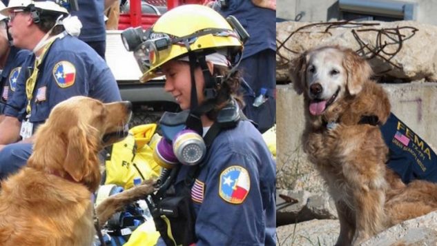 Last 9/11 Rescue Dog Receives Full Honors, Continues to Serve After Her ...