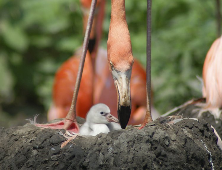 Photo by Grahm S Jones, Columbus Zoo and Aquarium