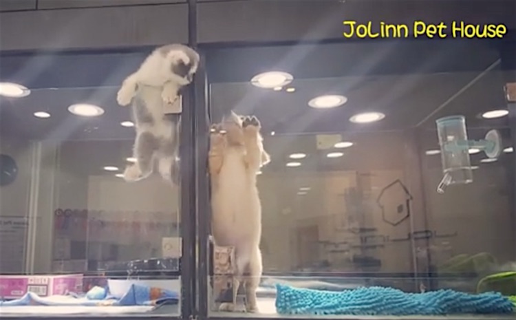 Watch Kitten Escape Pet Store Enclosure 
