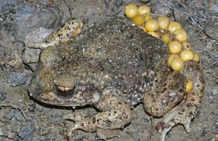 toad_with eggs-Christian Fischer-Wikimedia Commons