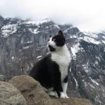 Caring Cats and Frisky Felines: 10 Stories to Make You Purr With Joy on International Cat Day