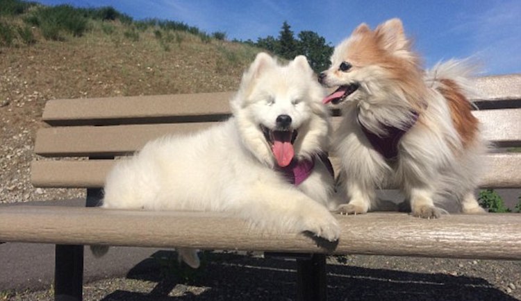 hoshi-and-zen-the-fluffy-duo