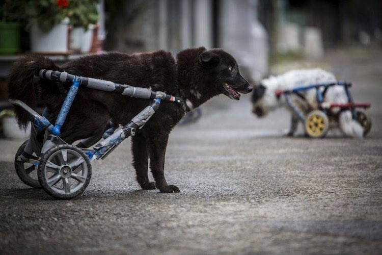 black-dog-wheelchair-facebook