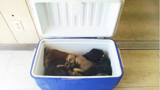 cooler-full-of-puppie-hunt-county-pets-alive