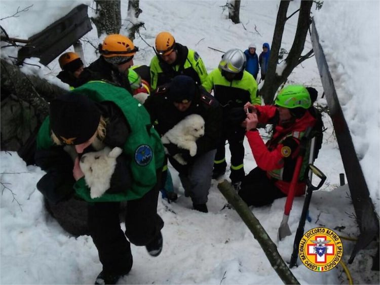 Pups Rescued-Italian Fire Department
