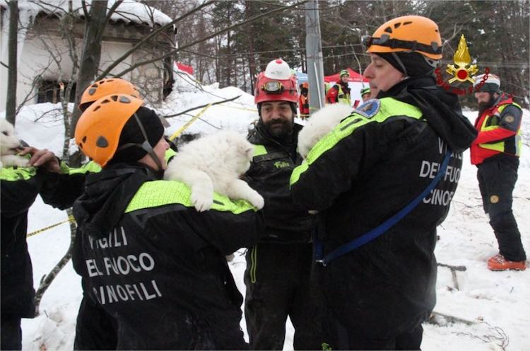Three Pups-Italian Firefighters