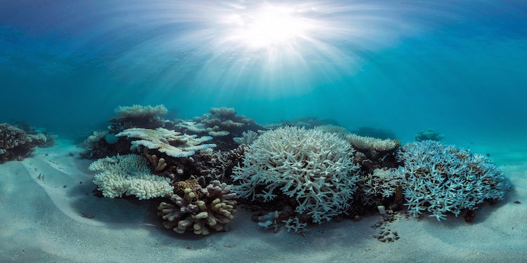 Konferensi Laut Tahunan ke-8 Mengumpulkan  Miliar, Dengan Janji Untuk Perlindungan Laut