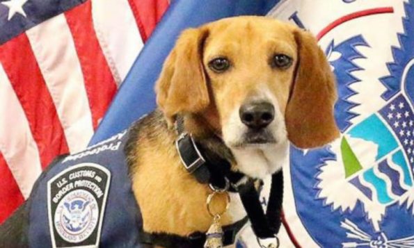 Beagle Saved From Abuse is Now Top Airport Hound (WATCH) - Good News ...