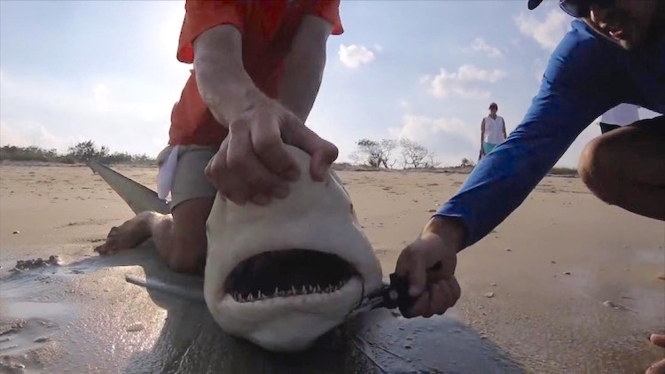 Men Rush to Help Shark Tangled in Fishing Line (WATCH) - Good News Network