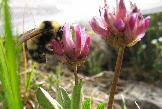 Bee-Friendly Insecticides Closer to Reality After Breakthrough Development