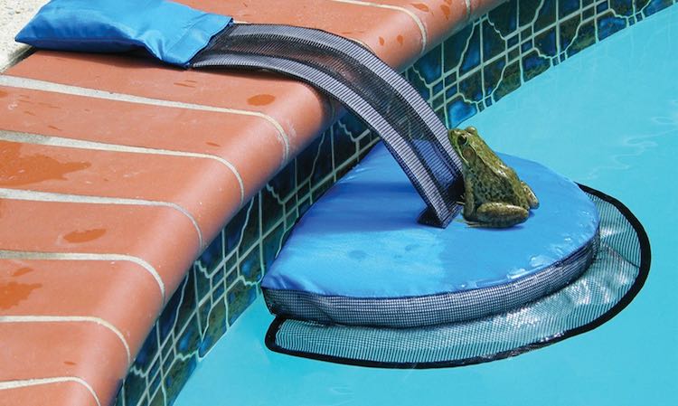 A Genius Invention is Saving Thousands of Animals From Drowning in Backyard  Pools