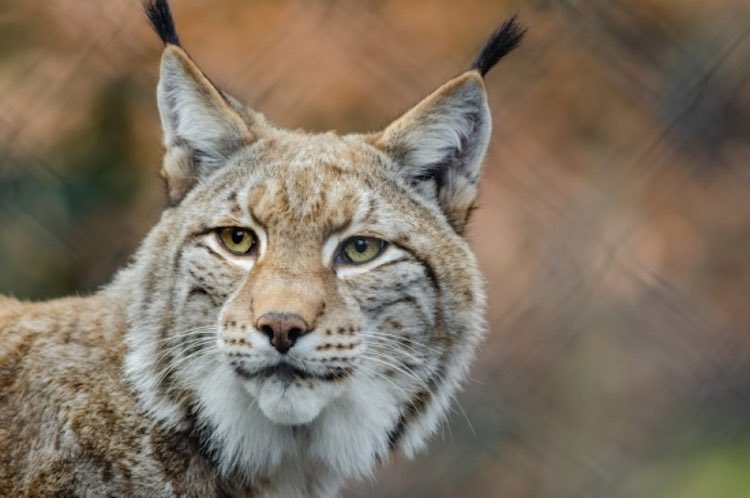 After 1,300 Years Gone, the Fabled Lynx Could Return to UK Wilderness Lynx-Public-Domain
