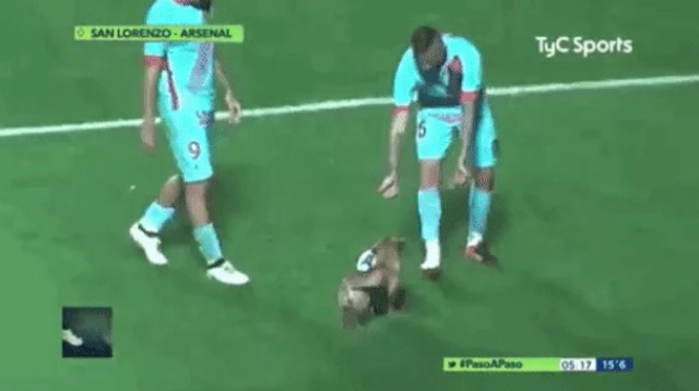 Persistent Pup Scores Job and Adoration After Charging into Soccer Game For Fetch - Good News Network