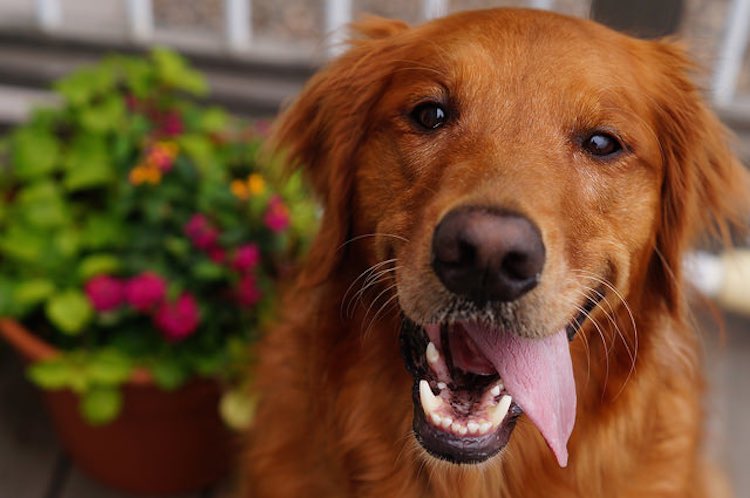 abandoned-senior-dogs-are-living-out-their-golden-years-with-love-at-this-new-retirement-sanctuary