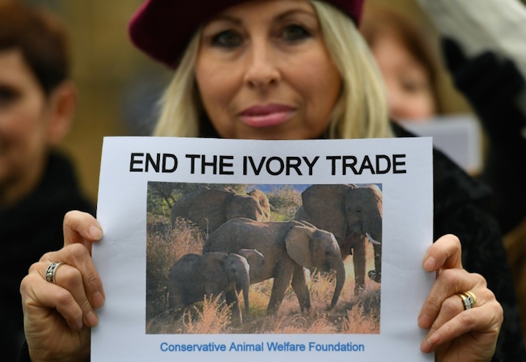 Britain Announces Plan to Ban Antique Ivory Trade Good News Network