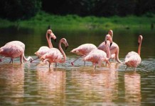 Study Shows Flamingos with Similar Personality Traits ‘Form Cliques’ with Like-Minded Friends