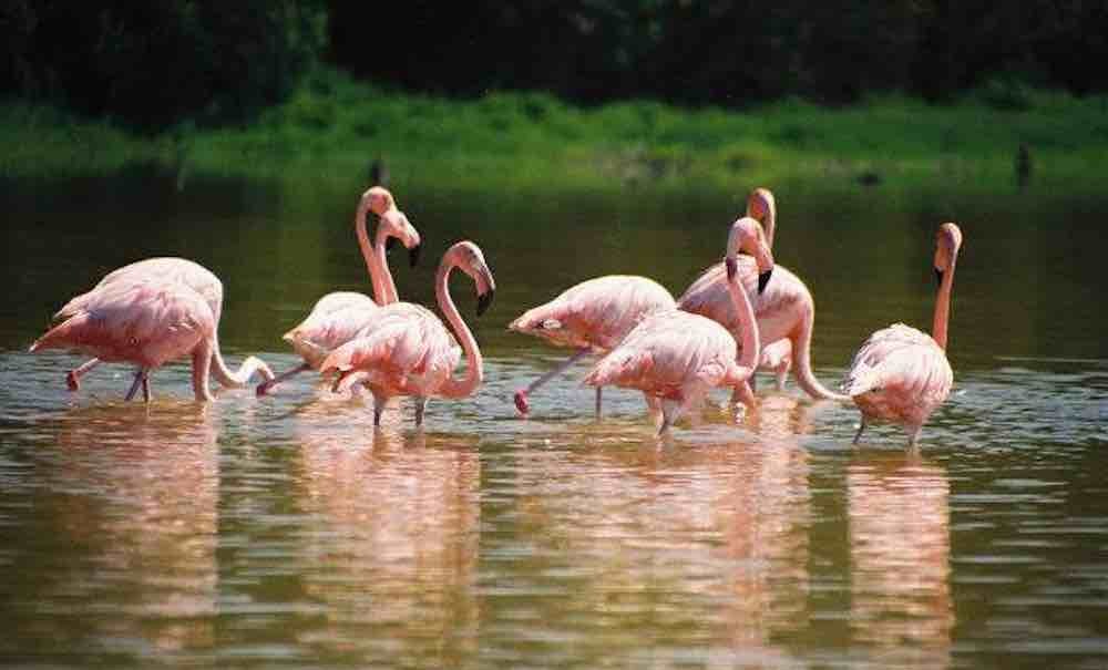 Studi Menunjukkan Flamingo dengan Sifat Kepribadian Mirip ‘Bentuk Kelompok’ dengan Teman yang Sepemikiran