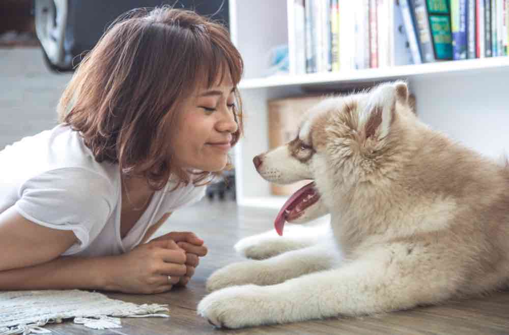 Study shows dogs move quicker to help owners when they cry