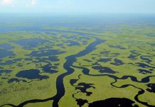 ‘The Largest Environmental Restoration in History’ Continues to Restart the Heart of the Everglades