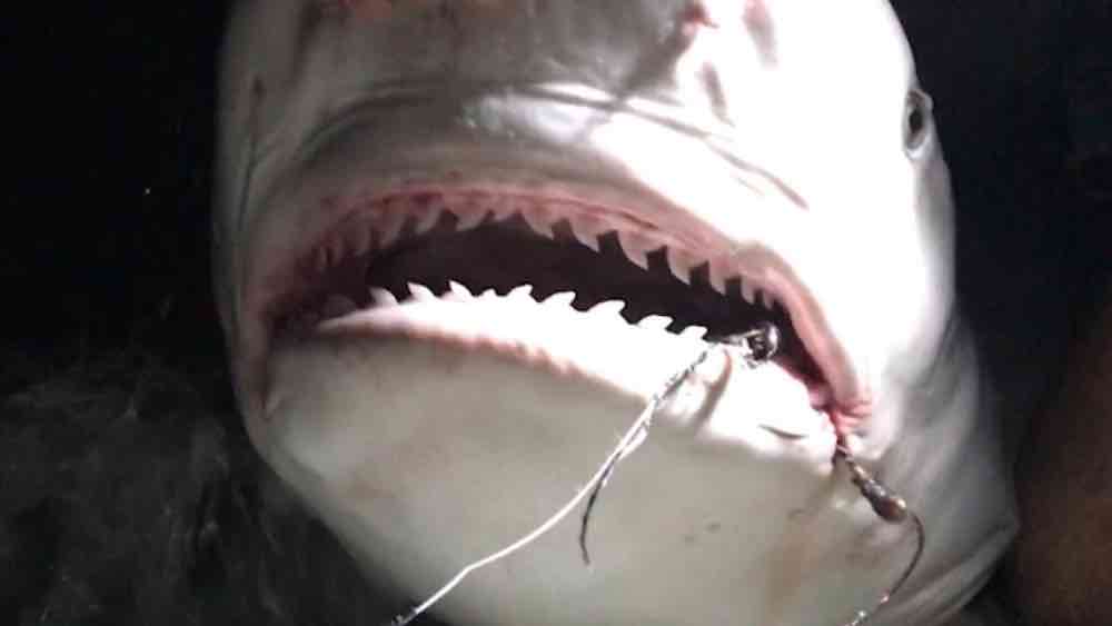 Watch Boat Captain Pull Rusty Hook From Mouth of 7-Foot-Long Shark