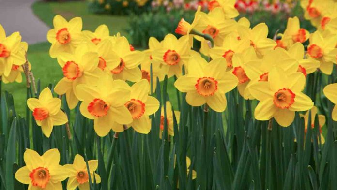Daffodills-Public Domain