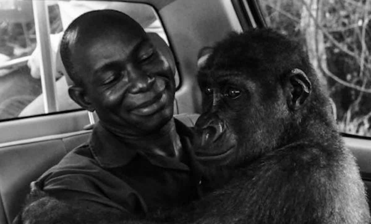 Gorilla Hugging Man Who Saved Her Life: The Wildlife Photographer of the  Year Award